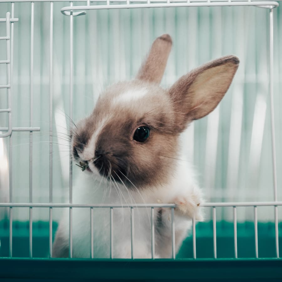 Avian & Exotic Pet Services, Alpharetta Veterinarians