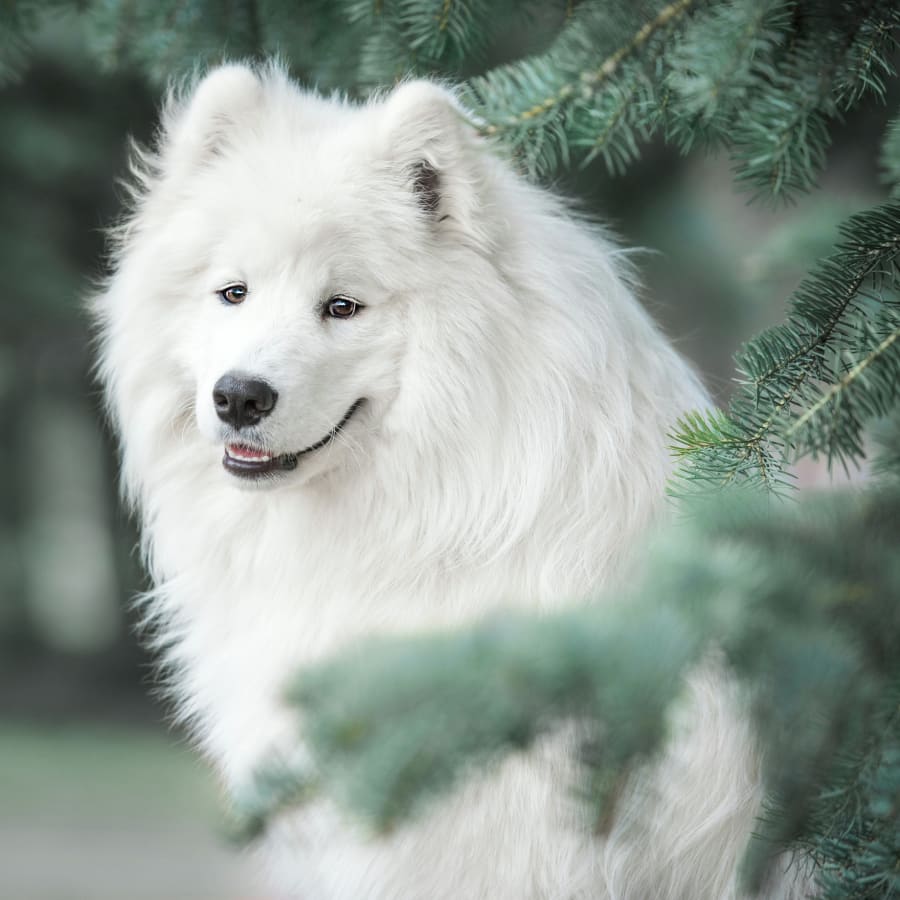 american eskimo dog is ill with infectious disease