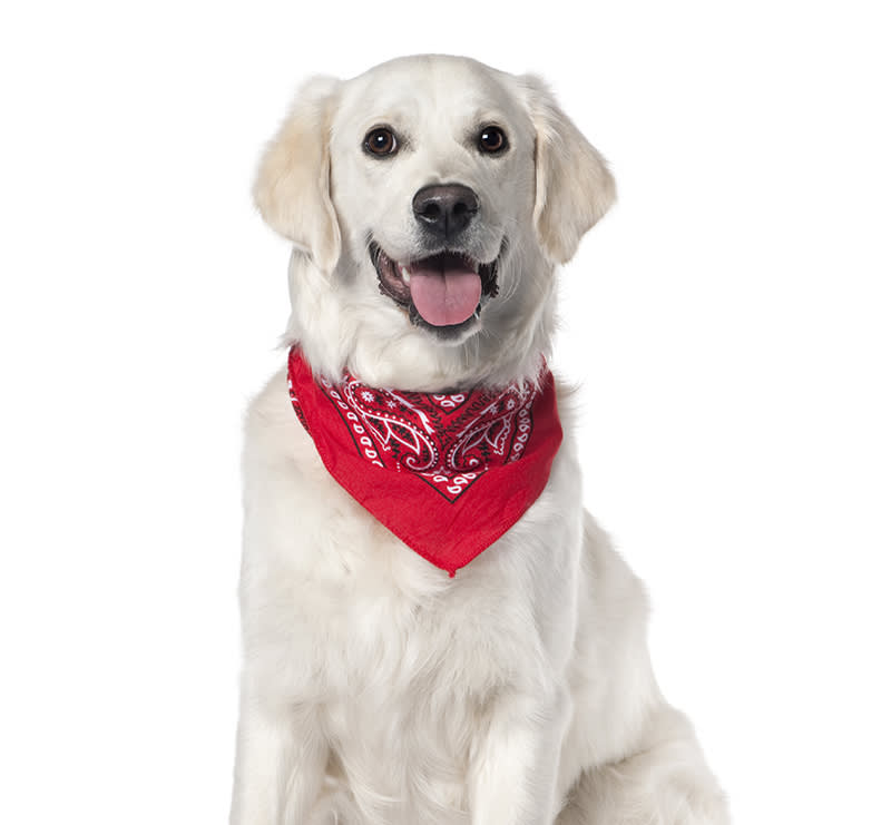 Junior Canine, Loving Hands Animal Clinic & Pet Resort