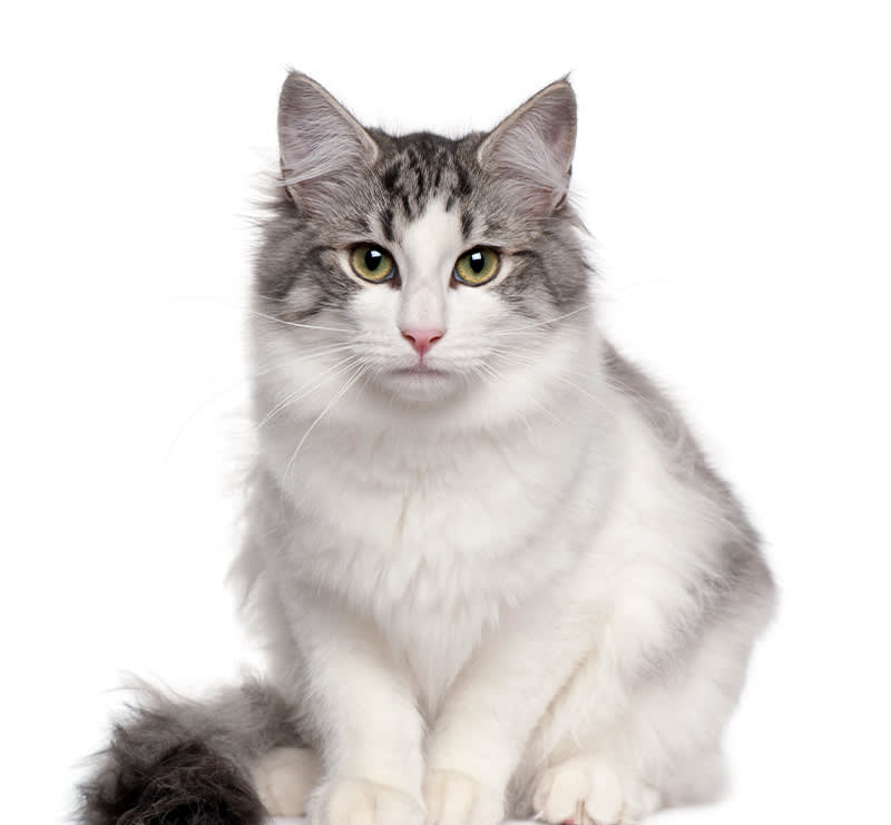 Junior Feline, Loving Hands Animal Clinic & Pet Resort