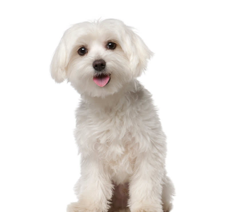 Puppy, Loving Hands Animal Clinic & Pet Resort