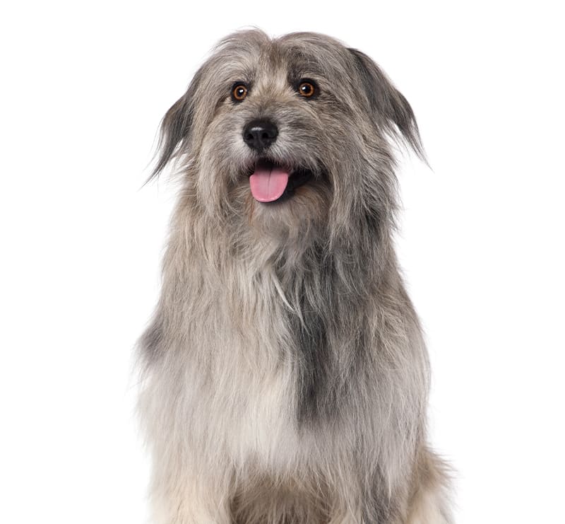 Senior Canine, Loving Hands Animal Clinic & Pet Resort