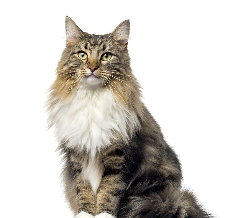 Cats, Loving Hands Animal Clinic & Pet Resort
