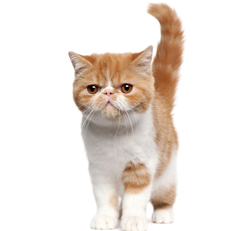 Cats, Loving Hands Animal Clinic & Pet Resort