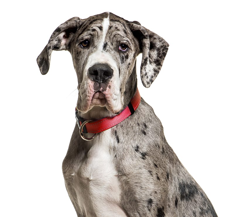 Giant Dogs, Loving Hands Animal Clinic & Pet Resort