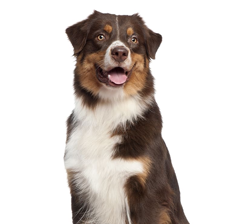 Large Dogs, Loving Hands Animal Clinic & Pet Resort