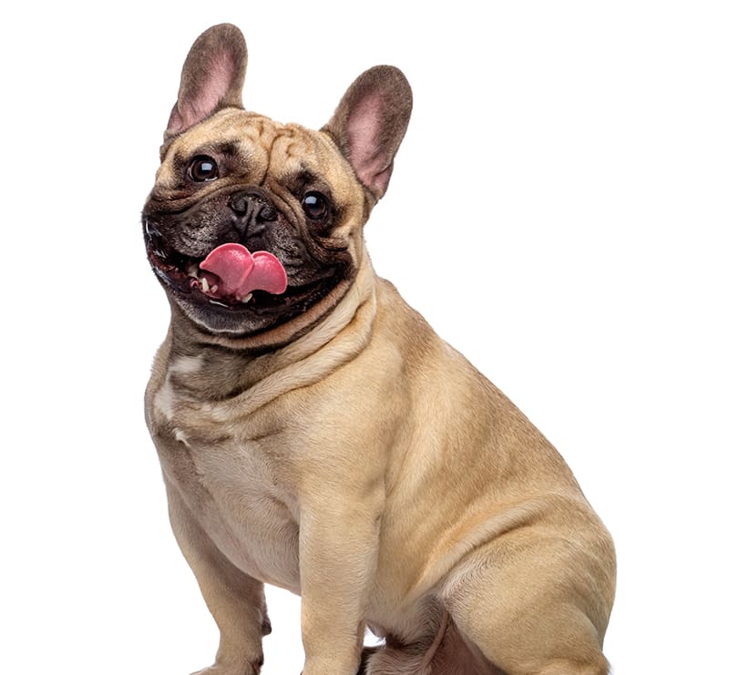 Medium Dogs, Loving Hands Animal Clinic & Pet Resort