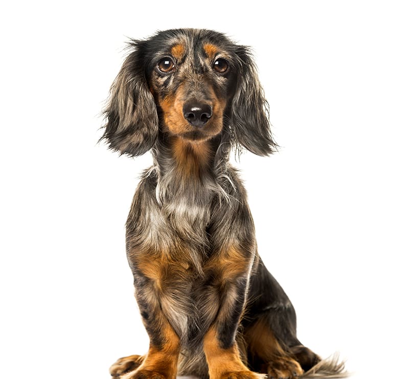 Small Dogs, Loving Hands Animal Clinic & Pet Resort