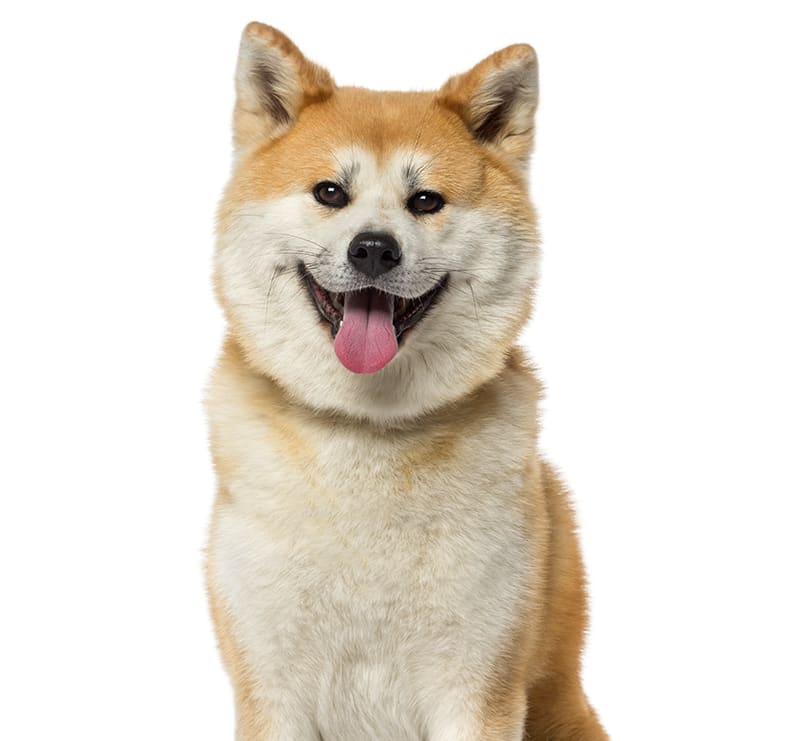 X-Large Dogs, Loving Hands Animal Clinic & Pet Resort