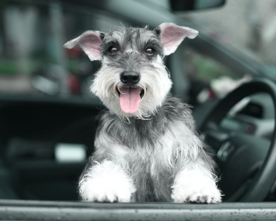 The Importance of Preventive Care, Loving Hands Animal Clinic & Pet Resort