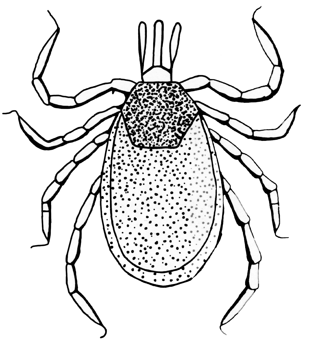 Black-legged tick